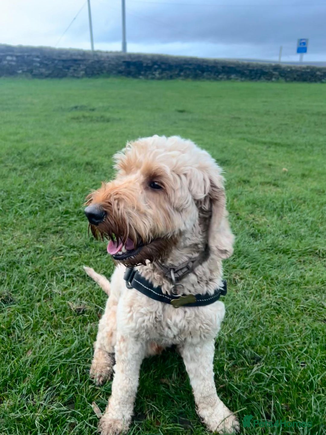 Cockapoo dogs for sale: Male cockapoo for sale  - Advert 5