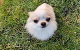 Chihuahua dogs for stud: STUD: Gorgeous White Long Coat Chihuahua  in Aldershot - Image 13