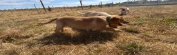 Labrador Retriever dogs for sale: Farm Reared Fox Red & Cream Labradors - Advert 9