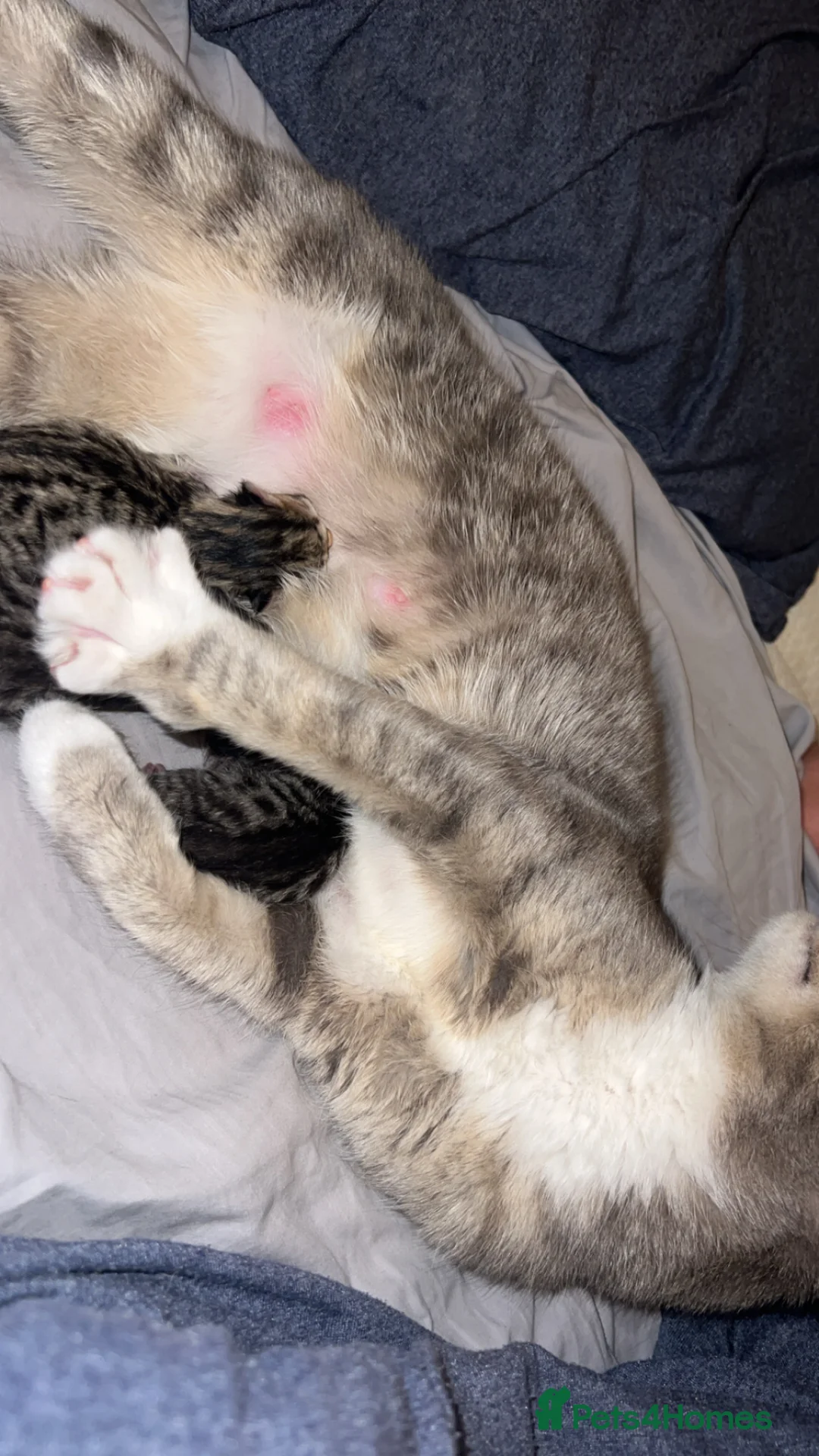 Mixed Breed cats for sale: 3 stunning tabby’s  - Advert 1