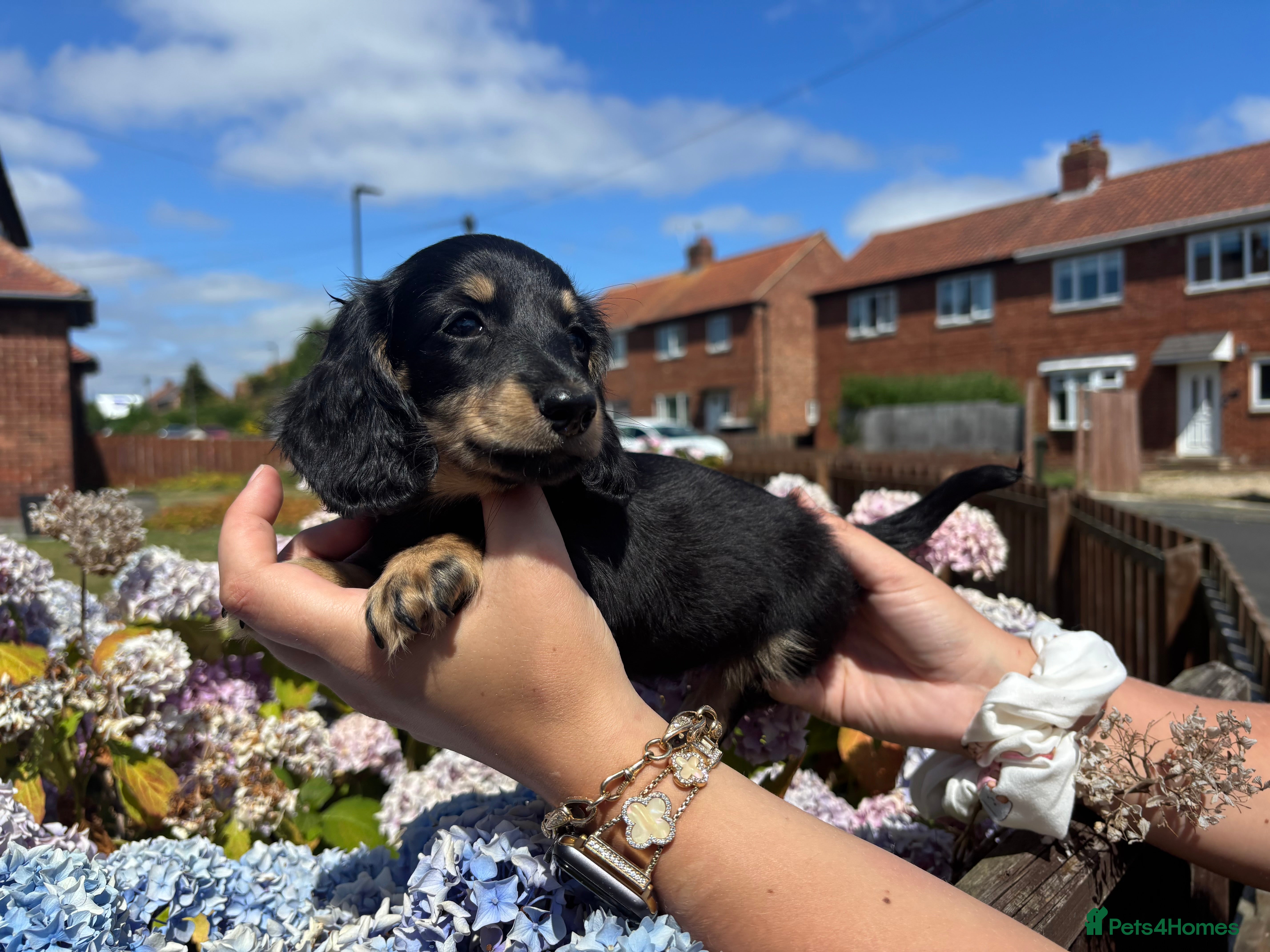 Miniature Dachshund dogs 🐾KC registered long-haired miniature dachshund 🐾 - Advert 6
