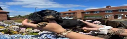 Miniature Dachshund dogs for sale: 🐾KC registered long-haired miniature dachshund 🐾 - Advert 13