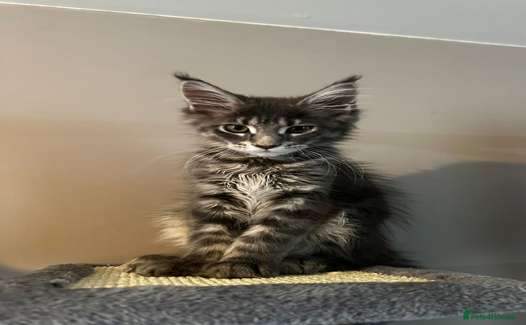Maine Coon cats - Advert 2