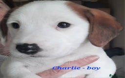 Jack Russell dogs for sale: Beautiful Jack Russel puppies - Image 4