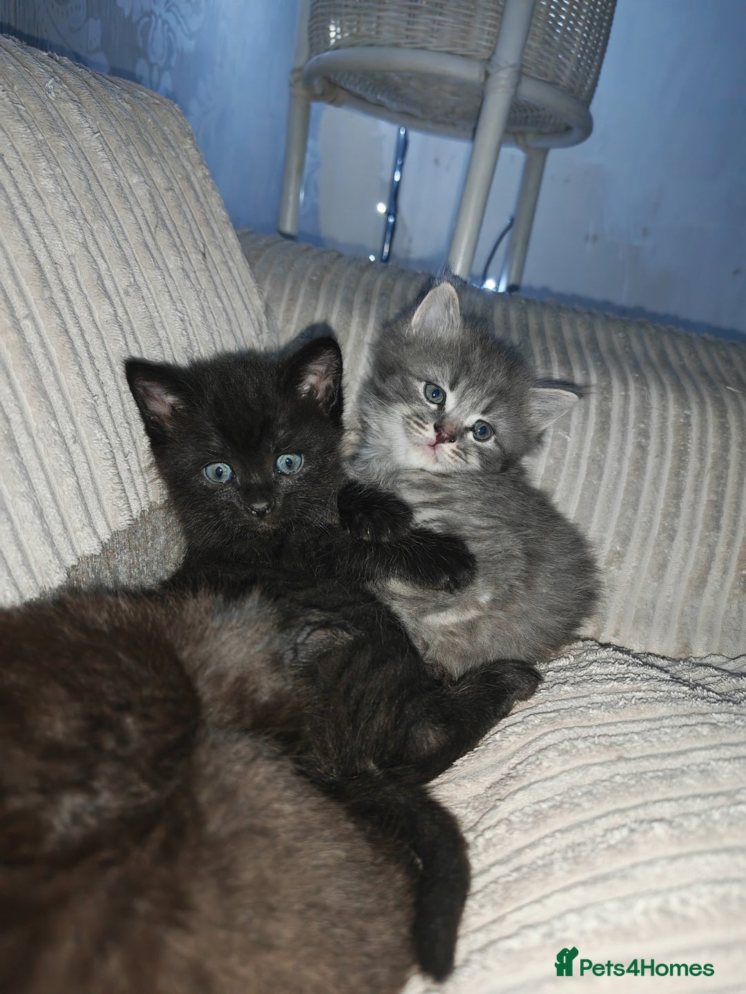 Russian Blue cats for sale: Russian blue male kittens - Advert 4