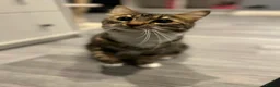 British Shorthair cats for sale: Oreo and Coco - Advert 2