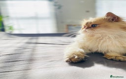 British Longhair cats for stud: 🐾🐾🐱Pretty boy looking for a girl 🐱🐾🐾 in Luton - Image 13