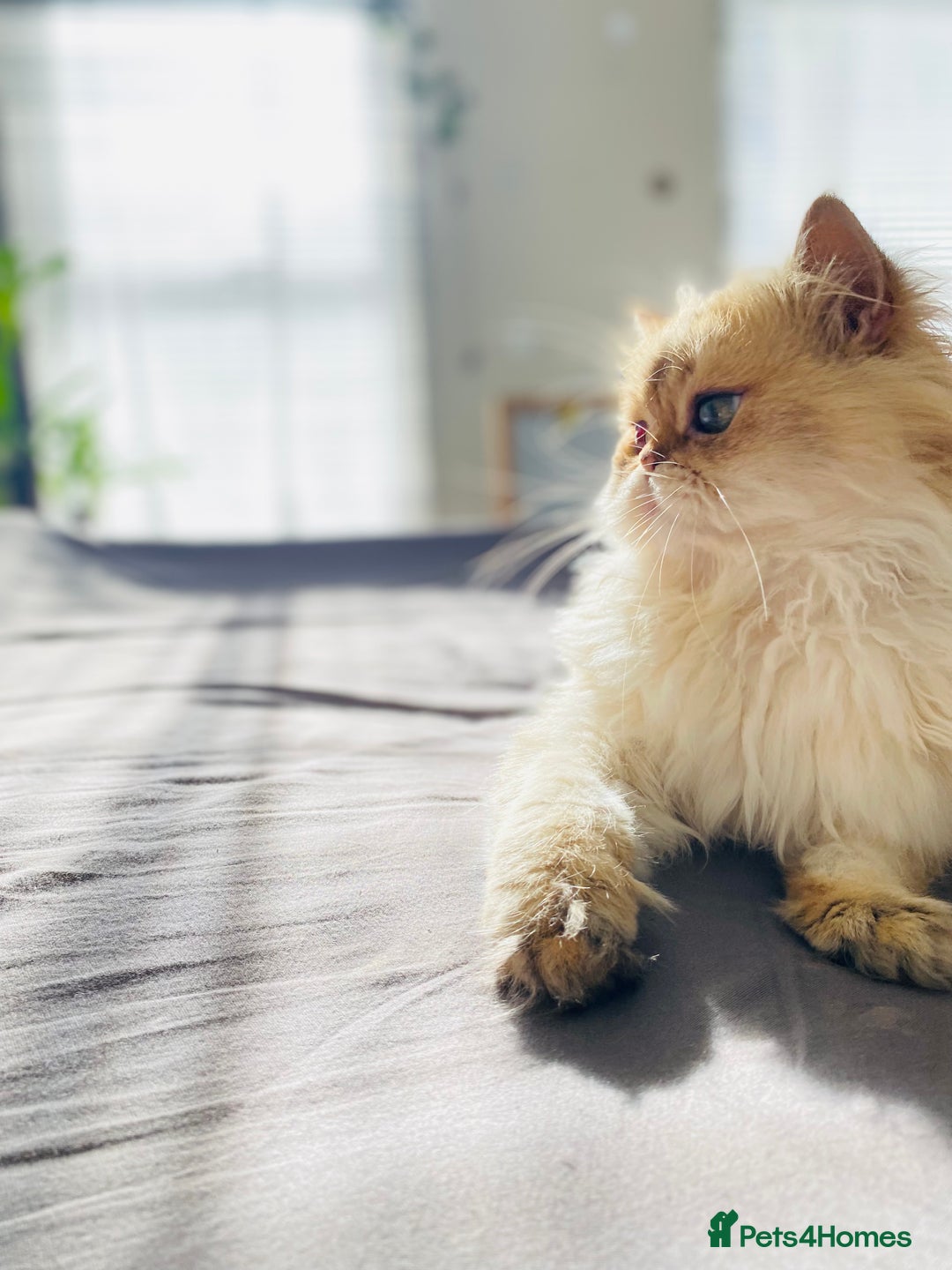 British Longhair cats for stud: 🐾🐾🐱Pretty boy looking for a girl 🐱🐾🐾 in Luton - Image 13