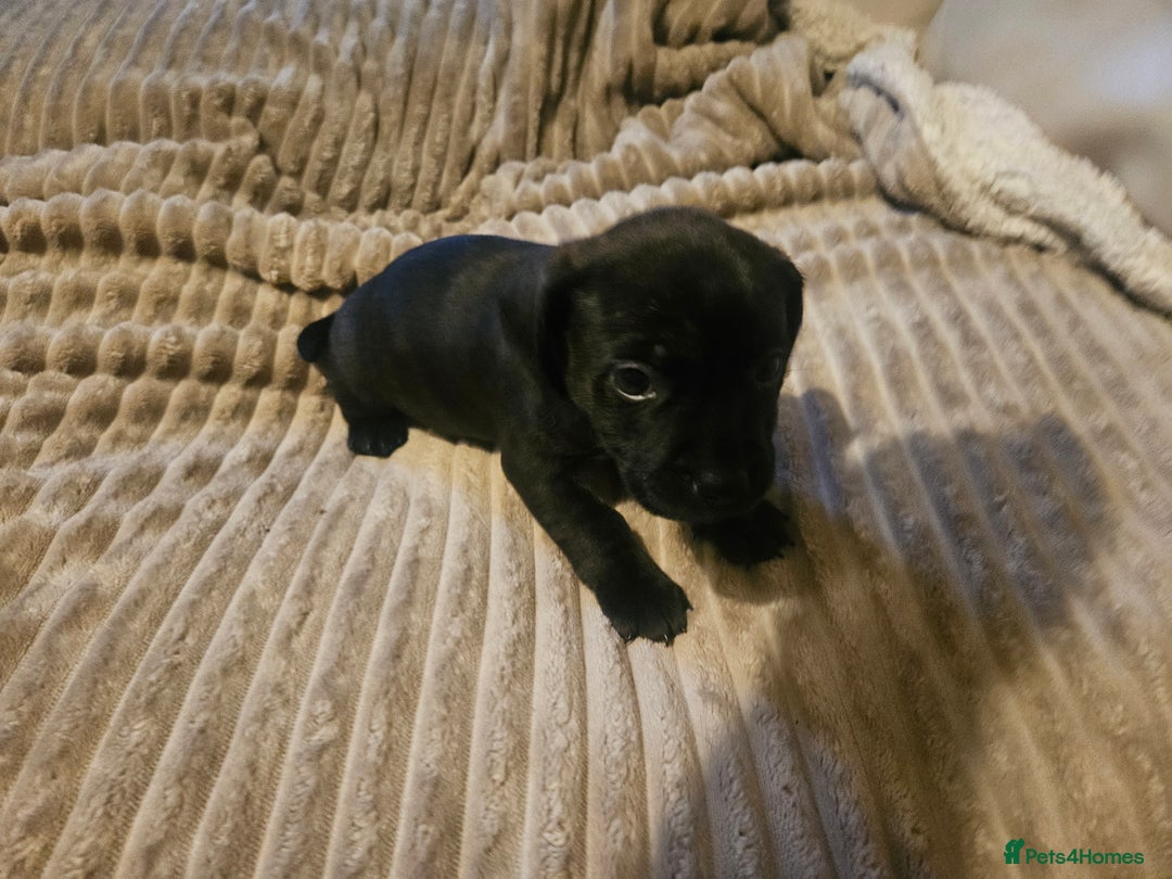 Mixed Breed dogs for sale: Staffy cross jacksui - Advert 22