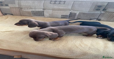 Dachshund dogs - Advert 2