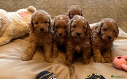 Cockapoo dogs for sale: F1 cockapoo puppies- Health test clear  - Image 17