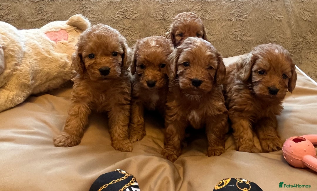 Cockapoo dogs for sale: F1 cockapoo puppies- Health test clear  - Image 17
