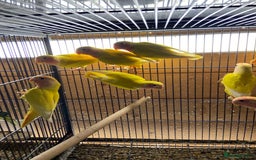 Cockatiels birds for sale: Cockatiels , love birds and bourkes  - Image 6