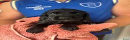 Cocker Spaniel dogs for sale: Black Cocker Spaniel Puppies - Advert 8