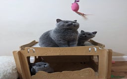 British Shorthair cats for sale: Ready Now British shorthair Amazing kittens - Advert 2