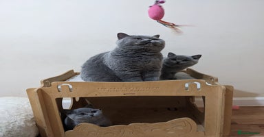 British Shorthair cats Ready Now British shorthair Amazing kittens - Advert 12