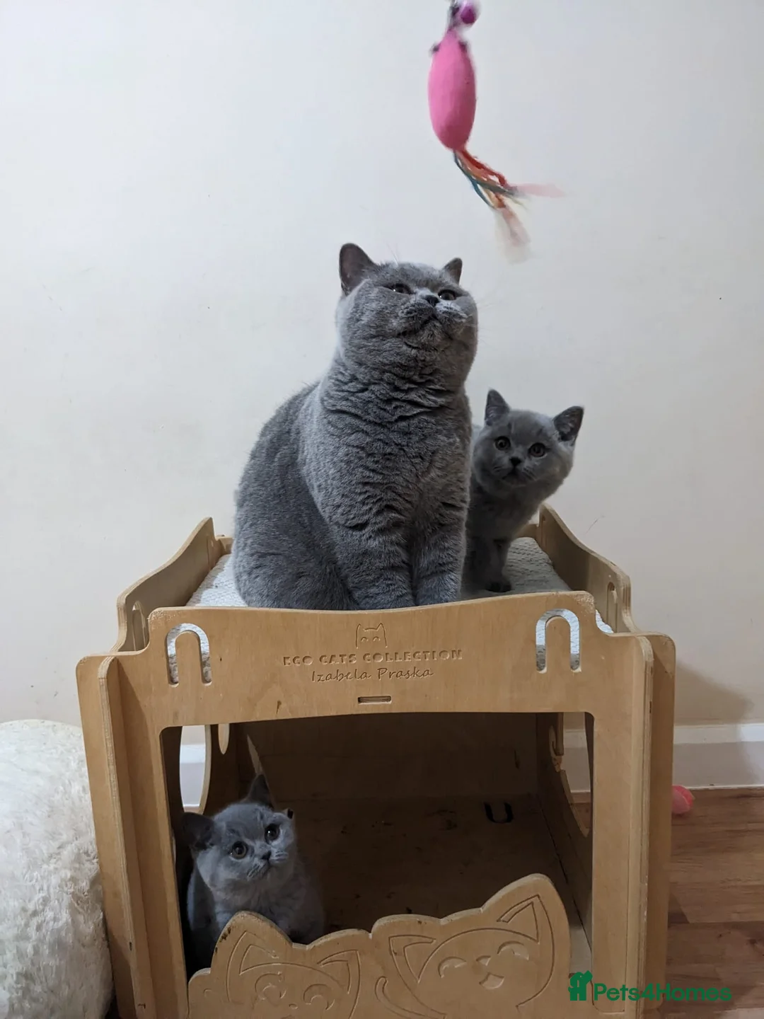 British Shorthair cats for sale: Ready Now British shorthair 2 females - Advert 9