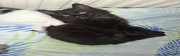 Mixed Breed cats for sale: Kittens  - Advert 3