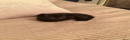 British Shorthair cats for sale: Gorgeous half British Shorthair kittens - Advert 9