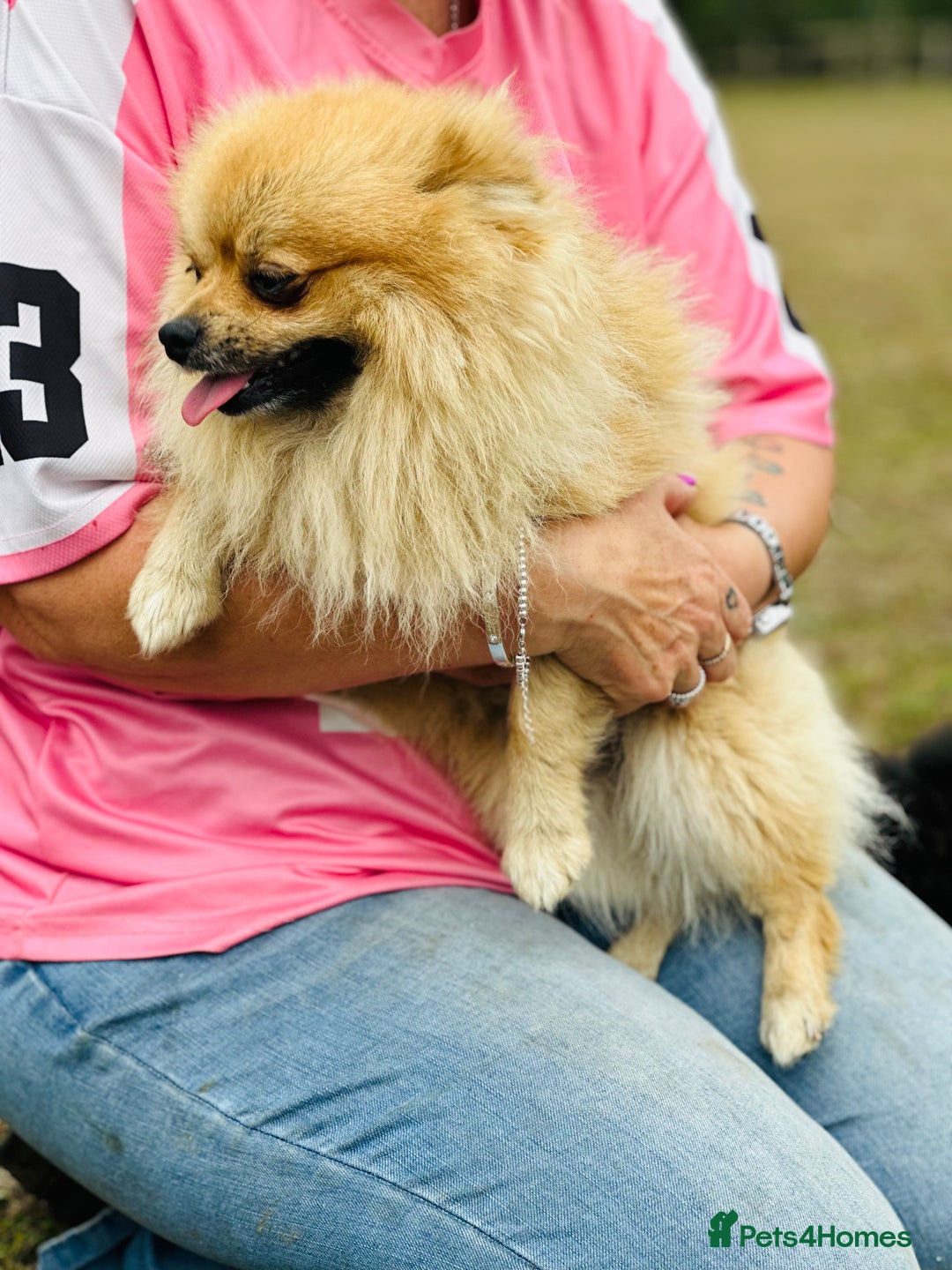Pomeranian dogs for sale: Perfect poms - Image 17