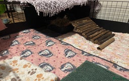 Guinea Pig rodents for sale: Four Guinea Pigs with Set Up and Accessories - Image 5