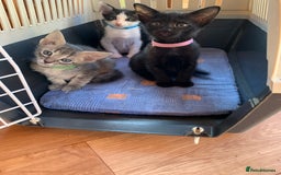 Siamese cats for sale: 2 half Siamese kittens  - Image 1