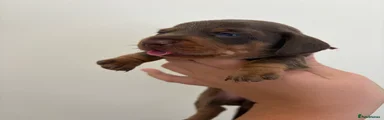 Miniature Dachshund 2