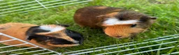 Guinea Pig rodents for sale: Two male guinea pigs  in Houghton le Spring - Advert 2