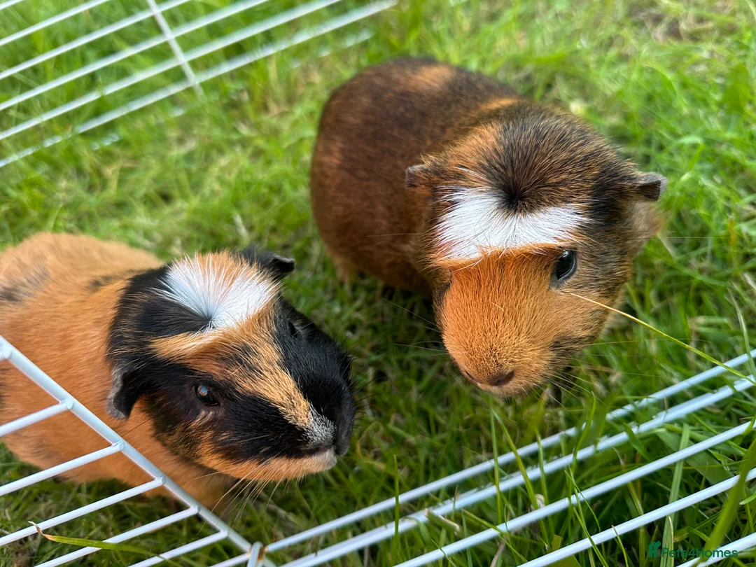 Guinea Pig rodents for sale: Two male guinea pigs  in Houghton le Spring - Advert 2