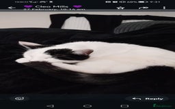 Domestic Shorthair cats for sale: Blue eye luna - Image 2