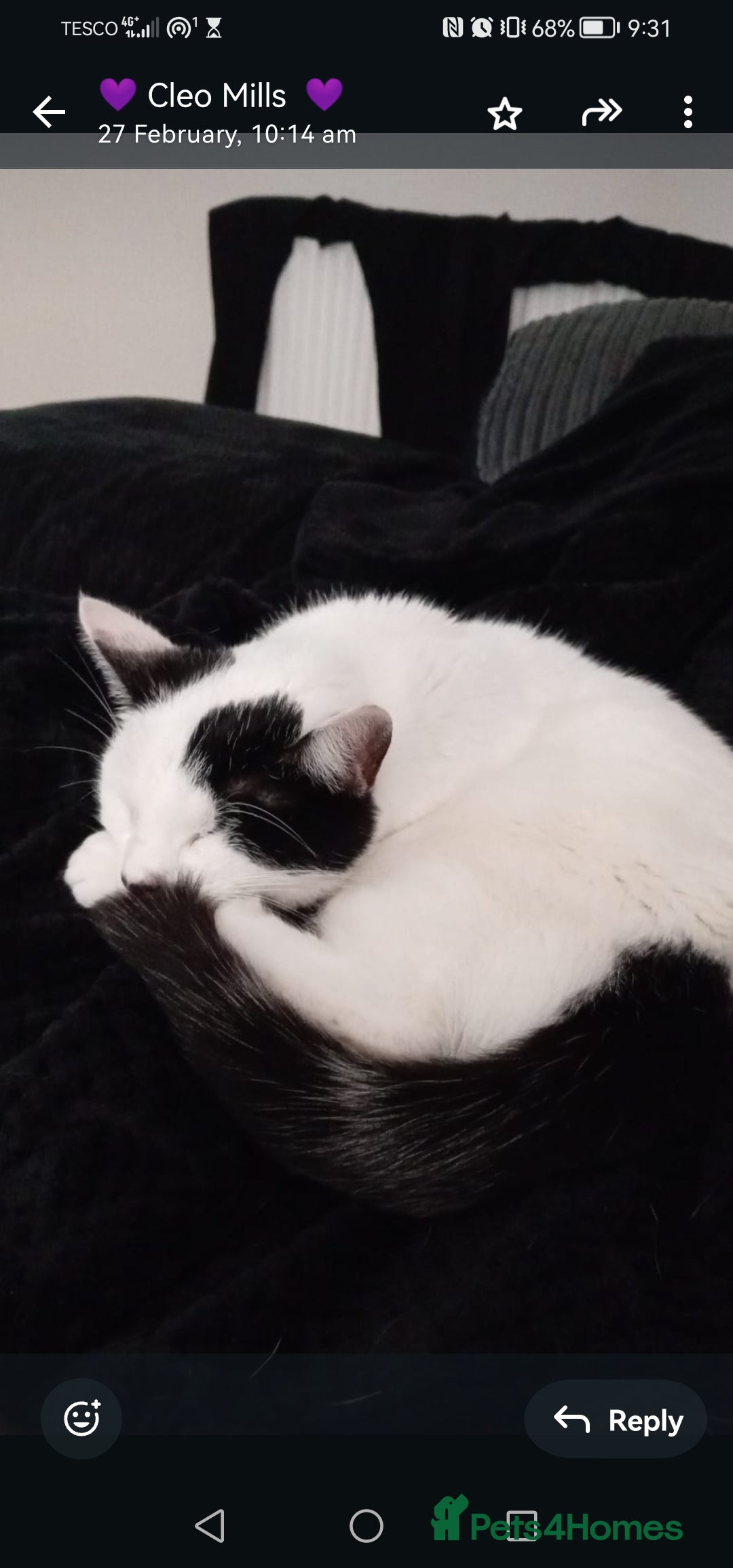 Domestic Shorthair cats for sale: Blue eye luna - Image 2