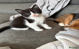 Mixed Breed cats for sale: Kittens 3 girls - Image 3