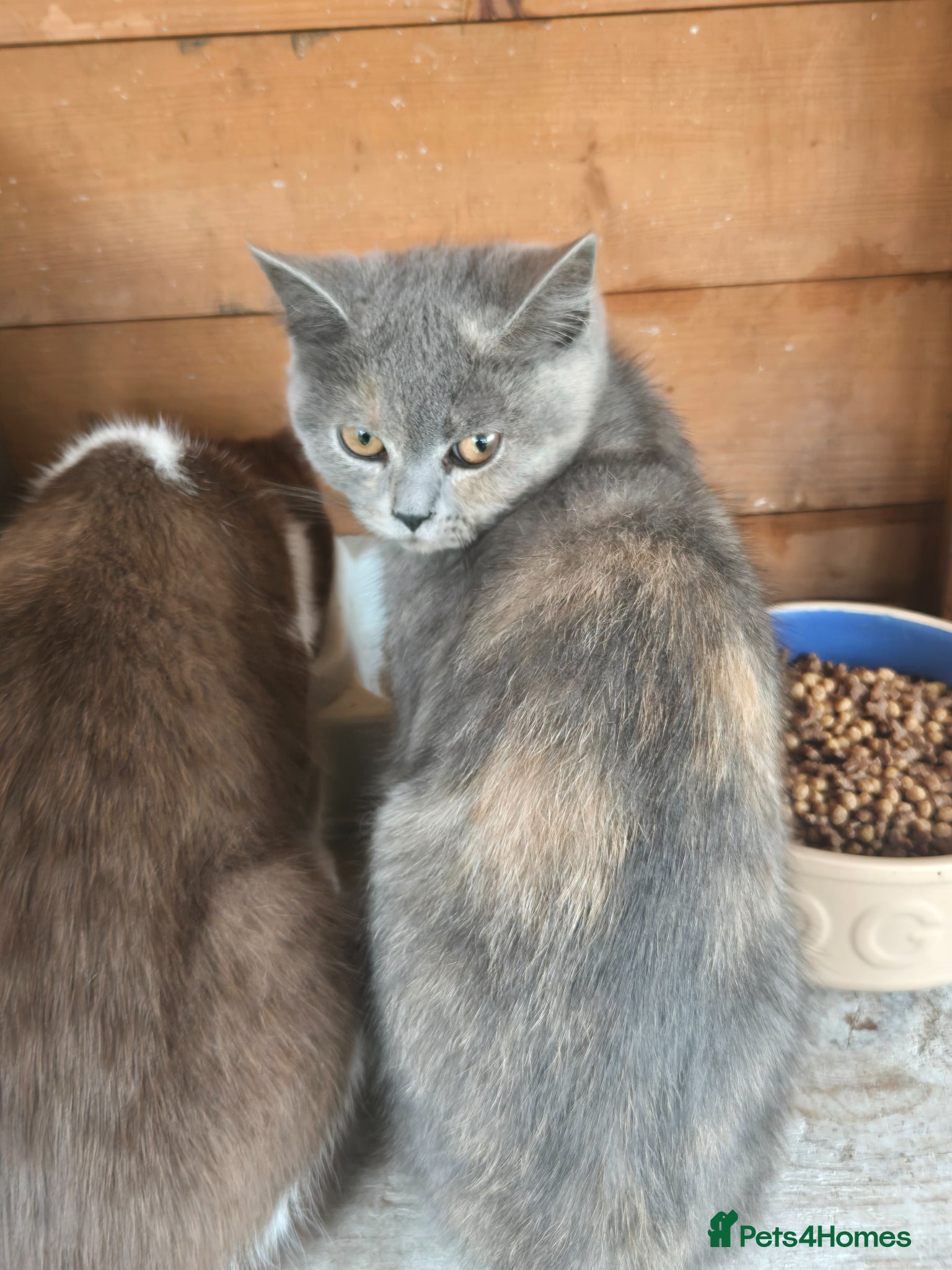 British Shorthair cats for sale: ❤️REDUCED TICA REG❤️ - Advert 3