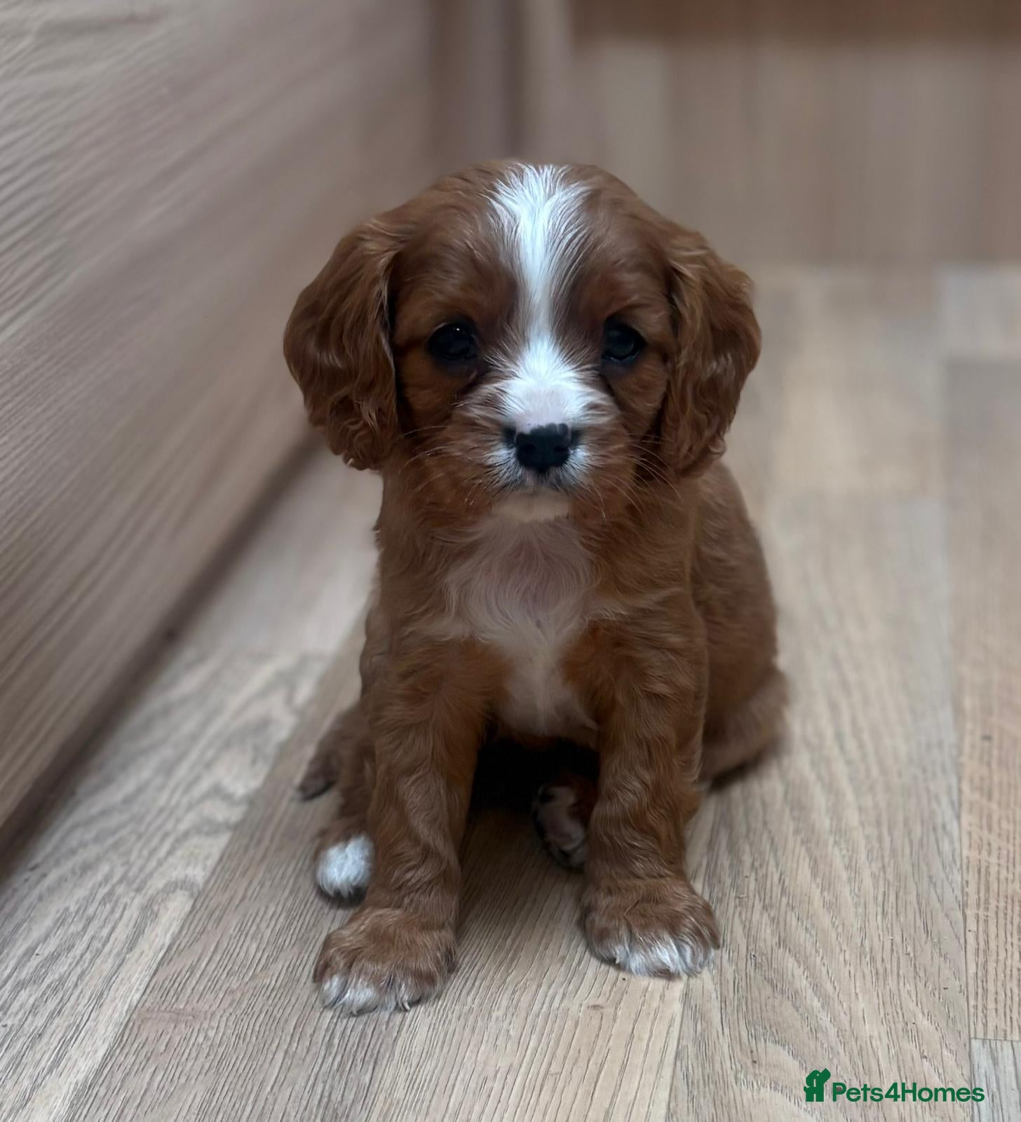 Cavalier King Charles Spaniel dogs for sale: Beautiful cavalier puppies  - Advert 10