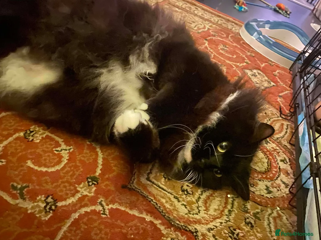 Mixed Breed cats for adoption: Beautiful floofy girl looking for the perfect home - Advert 3