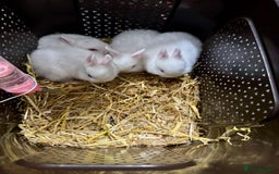 Netherland Dwarf rabbits for sale: Netherland Dwarf Bunnies - Image 4