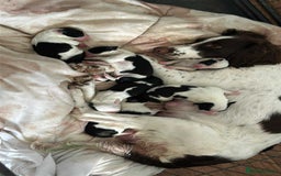 Sprollie dogs for sale: Sprollie puppies looking for  loving homes  - Image 5