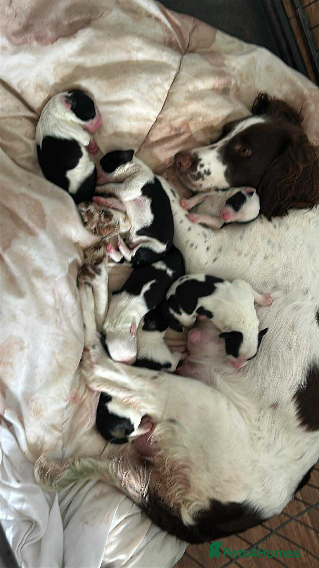 Sprollie dogs for sale: Sprollie puppies looking for  loving homes  - Image 5