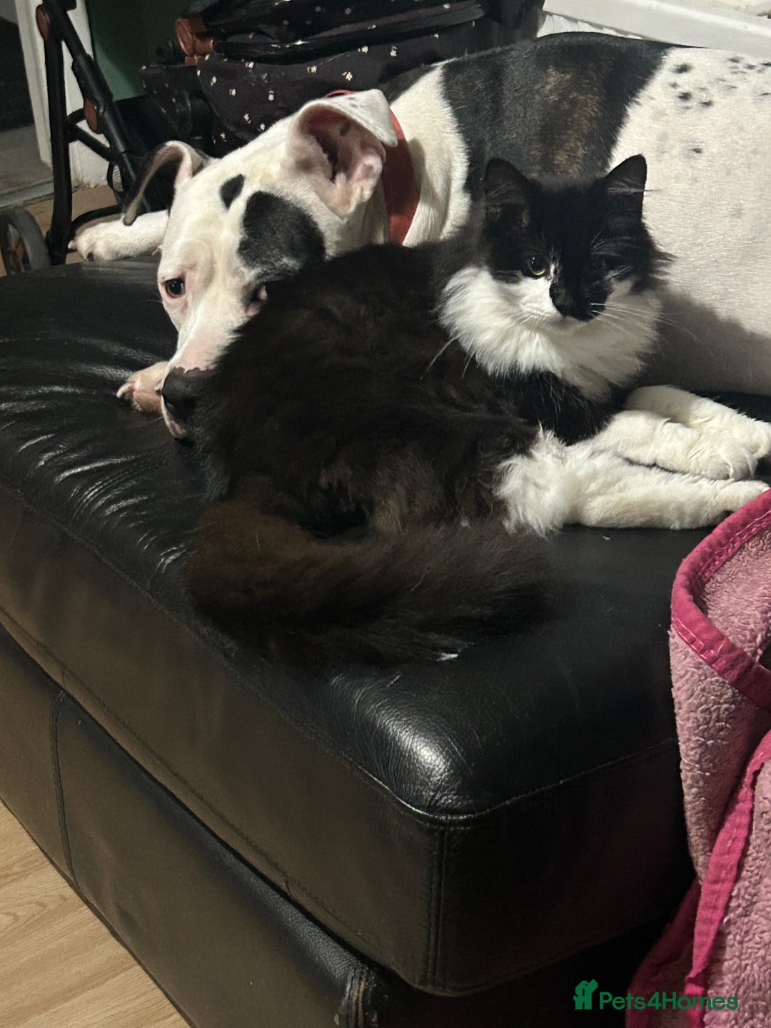 Mixed Breed cats for sale: Munchkin and Mickey to be rehoused together  - Advert 4