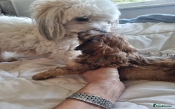 Maltipoo dogs for sale: Maltipoo's rare sable parti colours x4 - Image 13