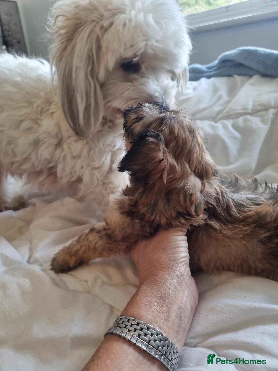 Maltipoo dogs for sale: Maltipoo's rare sable parti colours x4 - Image 13