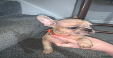 French Bulldog dogs - Advert 16