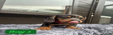 Miniature Dachshund 1