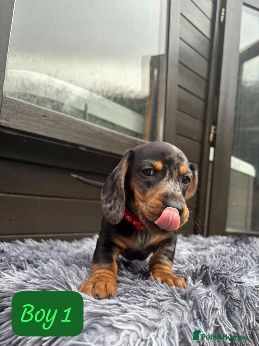 Miniature Dachshund dogs for sale: Miniature Dachshund Puppies for Rehoming in Newbridge - Advert 6