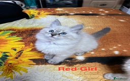 Ragdoll cats for sale: ❗️❤️5 Incredibly Beautiful Ragdoll Kittens❤️🐈  - Image 33
