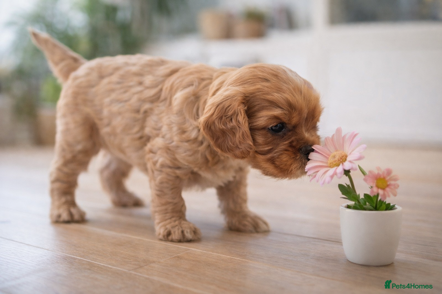 Cavalier King Charles Spaniel dogs KC reg  spaniels health tested parents ruby boy  - Advert 17