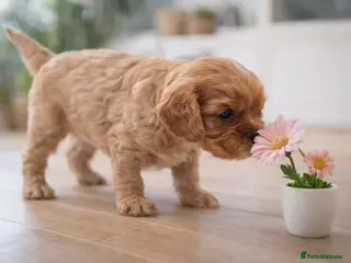 Cavalier King Charles Spaniel dogs KC reg spaniels health tested parents ruby boy - Advert 17