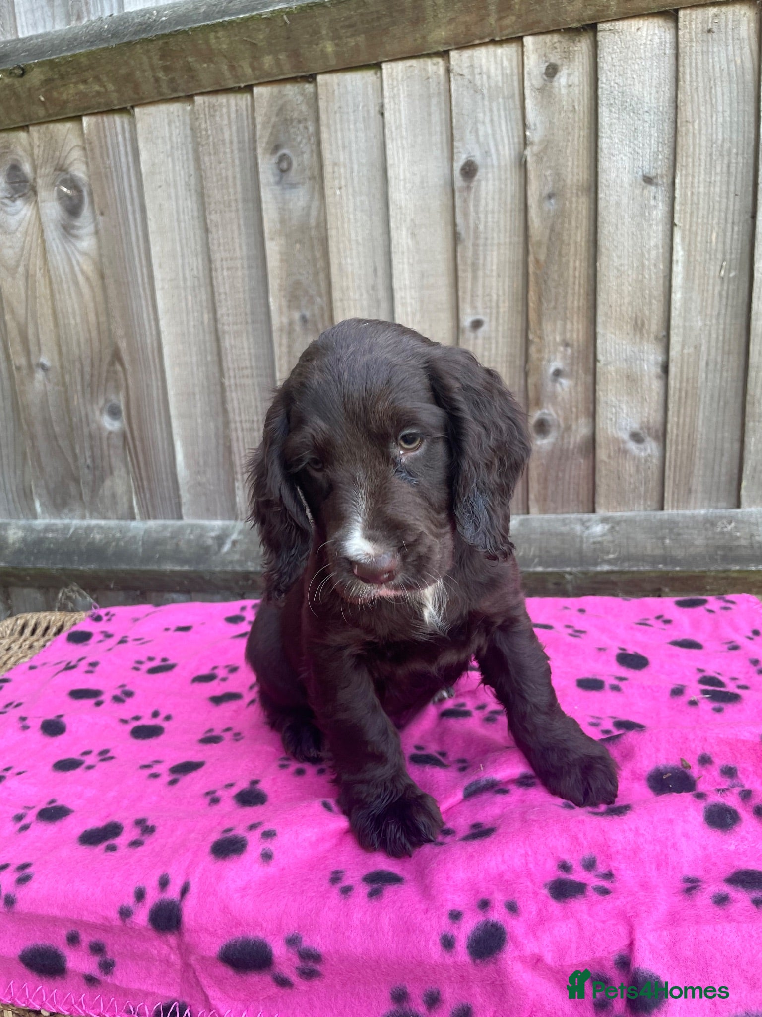 Cocker Spaniel dogs Cocker spaniel last girl , fully vaccinated  - Advert 2