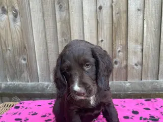 Cocker Spaniel dogs Cocker spaniel last girl , fully vaccinated - Advert 2