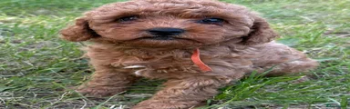 Cavapoo Puppy 5